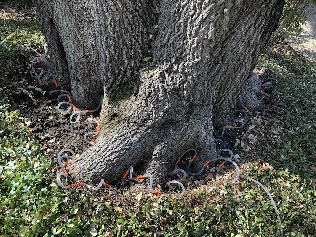 Detailed Tree Cabling and Bracing job site in Jber